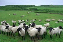 Ghé thăm loạt hòn đảo là thiên đường của động vật ở Nhật