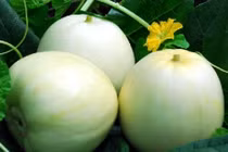 Mách bạn cách chọn dưa lê ngon ngọt không bao giờ bị đắng