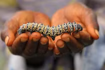 Loạt món ăn từ sâu trên thế giới khiến thực khách sợ khóc thét