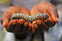 Loạt món ăn từ sâu trên thế giới khiến thực khách sợ khóc thét