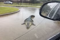 Cá sấu sổng chuồng lang thang trên đường sau mưa lũ