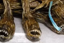 Loài cá mặt quỷ kinh dị được xem là đặc sản hấp dẫn ở Nhật