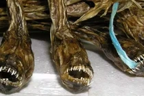 Loài cá mặt quỷ kinh dị được xem là đặc sản hấp dẫn ở Nhật