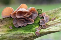 7 tác dụng bất ngờ của mộc nhĩ đối với sức khỏe