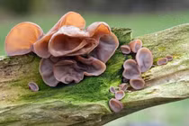 7 tác dụng bất ngờ của mộc nhĩ đối với sức khỏe