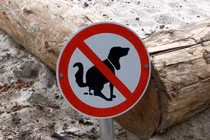 Bị phạt 13 triệu đồng vì để vật nuôi đại tiện lung tung