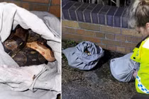 Người nhặt rác sốc vì thấy 4 con trăn trong vỏ gối bên đường