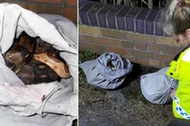 Người nhặt rác sốc vì thấy 4 con trăn trong vỏ gối bên đường