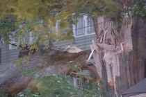 Cây cổ thụ 200 tuổi “phát nổ” do đợt nắng nóng ở Mỹ