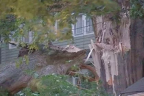 Cây cổ thụ 200 tuổi “phát nổ” do đợt nắng nóng ở Mỹ