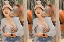 Đang chụp ảnh, cô gái bỗng bị đười ươi "xâm hại"