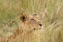 Trèo rào sở thú để trộm sư tử con, người đàn ông chết thảm