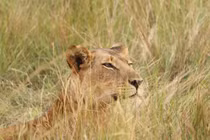 Trèo rào sở thú để trộm sư tử con, người đàn ông chết thảm