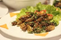 Loạt món ngon từ ve sầu, đặc sản khiến dân nhậu “săn lùng“