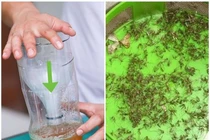 Mẹo khiến muỗi chết cả đàn chỉ với một lon bia, hiệu quả hơn dùng bình xịt