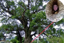 Tận mục cây cổ thụ nghìn năm tuổi “ôm” tượng Phật ở Trung Quốc