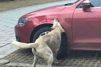 Choáng vì thủ phạm phá hoại hàng loạt ô tô không phải con người