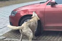 Choáng vì thủ phạm phá hoại hàng loạt ô tô không phải con người