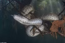 Rùng mình khoảnh khắc nhà thám hiểm tiếp cận trăn “khủng” dài 7m