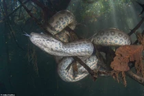 Rùng mình khoảnh khắc nhà thám hiểm tiếp cận trăn “khủng” dài 7m