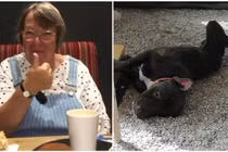 “Cưu mang” chó hoang, cụ bà bị chó pitbull tấn công tử vong