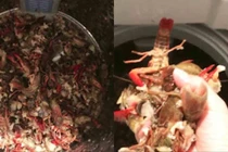 Thử rửa tôm bằng máy giặt, người phụ nữ nhận cái kết đắng