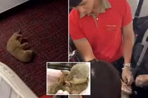 Mang chuột lên máy bay, du khách đối mặt án phạt 750 triệu đồng