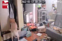 Đi cách ly, chủ nhà bất lực nhìn chó cưng phá nhà qua camera