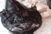 Những loại cá xấu xí được chế biến thành món ăn cực ngon