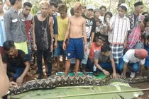 Câu chuyện ớn lạnh về người phụ nữ bị trăn khổng lồ nuốt chửng 