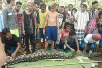 Câu chuyện ớn lạnh về người phụ nữ bị trăn khổng lồ nuốt chửng 