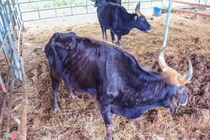 Đơn vị nghiên cứu báo cáo gì về dự án 'hậu duệ' bò tót?