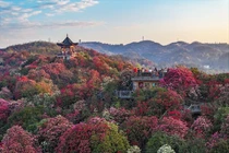 Choáng ngợp đồi hoa đỗ quyên nở đẹp mê hồn ở Trung Quốc