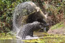 Phát hiện thi thể ngư dân trong bụng 2 con cá sấu