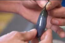 Nuốt mật cá chữa bệnh: Đừng dại kẻo đi gặp “Diêm Vương”