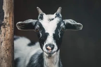 Giám đốc sở thú gây phẫn nộ vì thịt 4 con dê nấu cỗ