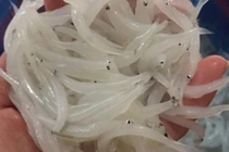 Các món đặc sản sông Đà ngon khó cưỡng du khách nên thử