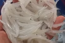 Các món đặc sản sông Đà ngon khó cưỡng du khách nên thử