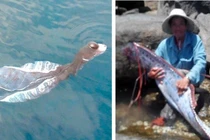 Phát hiện “thủy quái” ở Việt Nam, người dân chết khiếp