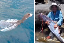 Phát hiện “thủy quái” ở Việt Nam, người dân chết khiếp