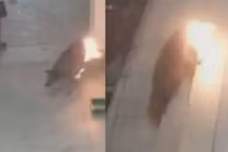 Thanh niên châm lửa đốt cháy chó hoang để trả thù