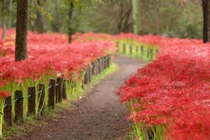 Hoa bỉ ngạn nở rực khắp Nhật Bản