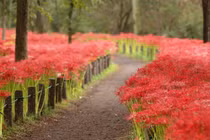 Hoa bỉ ngạn nở rực khắp Nhật Bản