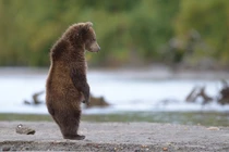 Tại sao gấu nâu vùng Kamchatka của Nga lại rất hiền?