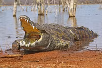 Vợ dũng cảm cứu chồng bị cá sấu ngoạm chân