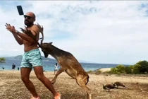 Mải chụp ảnh selfie, du khách bị nai sừng húc gãy xương sườn