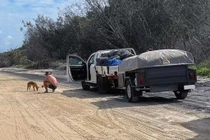 Bị phạt 34 triệu vì cho chó hoang ăn bánh quy