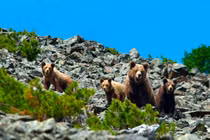 Hình ảnh thú vị về khu bảo tồn thiên nhiên hoang dã của Nga