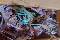 Cất tiền tiết kiệm trong hộp bánh, cụ bà Malaysia mất trắng 150 triệu