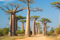 Cận cảnh con đường nổi tiếng với hàng cây bao báp khổng lồ